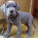 Great Dane Puppies for sale in Bethany Beach, DE, USA. price: NA