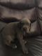 Great Dane Puppies for sale in Hueytown, AL, USA. price: NA