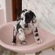 Great Dane Puppies for sale in Auburndale, FL, USA. price: $500
