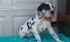 Great Dane Puppies for sale in Austin, TX, USA. price: NA