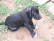 Great Dane Puppies for sale in McDonough, GA, USA. price: NA