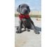 Great Dane Puppies for sale in Fontana, CA, USA. price: NA