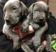 Great Dane Puppies for sale in Orlando, FL, USA. price: $400