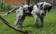 Great Dane Puppies for sale in San Jose, CA, USA. price: NA