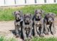 Great Dane Puppies for sale in Jaffrey, NH 03452, USA. price: NA