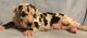 Great Dane Puppies for sale in Aptos, CA 95003, USA. price: NA