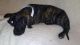 Great Dane Puppies for sale in Tyler, TX, USA. price: NA