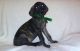 Great Dane Puppies for sale in Tyler, TX, USA. price: NA