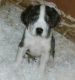 Great Dane Puppies for sale in Yonkers, NY, USA. price: NA