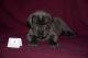 Great Dane Puppies for sale in Anaheim, CA, USA. price: $500