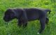 Great Dane Puppies for sale in Minneapolis, MN, USA. price: NA