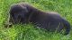 Great Dane Puppies for sale in Doddridge, Sulphur Township, AR 71826, USA. price: NA