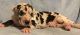 Great Dane Puppies for sale in Baywood-Los Osos, CA 93402, USA. price: NA