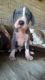 Great Dane Puppies for sale in Ahsahka, ID 83520, USA. price: NA