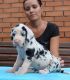 Great Dane Puppies for sale in Pueblo, CO, USA. price: NA