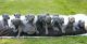 Great Dane Puppies for sale in Akeley, MN 56433, USA. price: NA