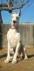 Great Dane Puppies for sale in Bakersfield, CA, USA. price: $600