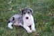 Great Dane Puppies for sale in Cedar Rapids, IA, USA. price: NA