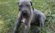 Great Dane Puppies for sale in Laguna Niguel, CA, USA. price: $400
