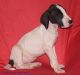 Great Dane Puppies for sale in Choctaw, OK 73020, USA. price: NA