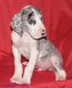 Great Dane Puppies for sale in Choctaw, OK 73020, USA. price: NA