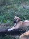 Great Dane Puppies for sale in Ashland, KY, USA. price: NA