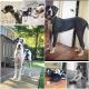 Great Dane Puppies for sale in Snellville, GA, USA. price: NA