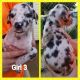 Great Dane Puppies for sale in Union City, TN 38261, USA. price: $850
