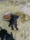 Great Dane Puppies for sale in Kearneysville, WV 25430, USA. price: NA