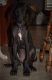 Great Dane Puppies for sale in Troy, NC 27371, USA. price: NA