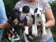 Great Dane Puppies for sale in Edison, NJ, USA. price: NA