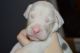 Great Dane Puppies for sale in Bristol, VA, USA. price: NA
