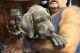 Great Dane Puppies for sale in Caro, MI 48723, USA. price: NA