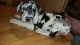 Great Dane Puppies for sale in Hamlet, IN 46532, USA. price: NA