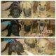 Great Dane Puppies for sale in Lewisburg, KY 42256, USA. price: NA