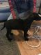 Great Dane Puppies for sale in Minnesota St, St Paul, MN 55101, USA. price: NA