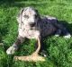 Great Dane Puppies for sale in Massachusetts Ave, Boston, MA, USA. price: NA