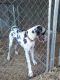Great Dane Puppies for sale in McDonough, GA, USA. price: NA