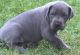 Great Dane Puppies for sale in Scottsburg, IN 47170, USA. price: $450