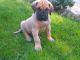 Great Dane Puppies for sale in N State Rd 7, Lauderdale Lakes, FL, USA. price: NA