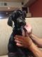 Great Dane Puppies for sale in Trafford, PA, USA. price: NA