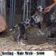 Great Dane Puppies for sale in Cleveland, TN, USA. price: $600