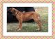 Great Dane Puppies for sale in Clinton, SC 29325, USA. price: NA