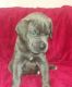 Great Dane Puppies for sale in AR-98, Emerson, AR 71740, USA. price: NA
