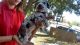Great Dane Puppies for sale in Abilene, TX, USA. price: NA