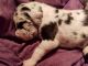 Great Dane Puppies for sale in Elizabethtown, PA 17022, USA. price: NA