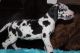 Great Dane Puppies for sale in St. Louis, MO, USA. price: NA