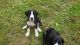 Great Dane Puppies for sale in Martinsville, VA 24112, USA. price: $950
