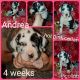 Great Dane Puppies for sale in Belews Creek, NC 27009, USA. price: NA