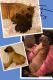Great Dane Puppies for sale in Ironton, OH, USA. price: $1,000